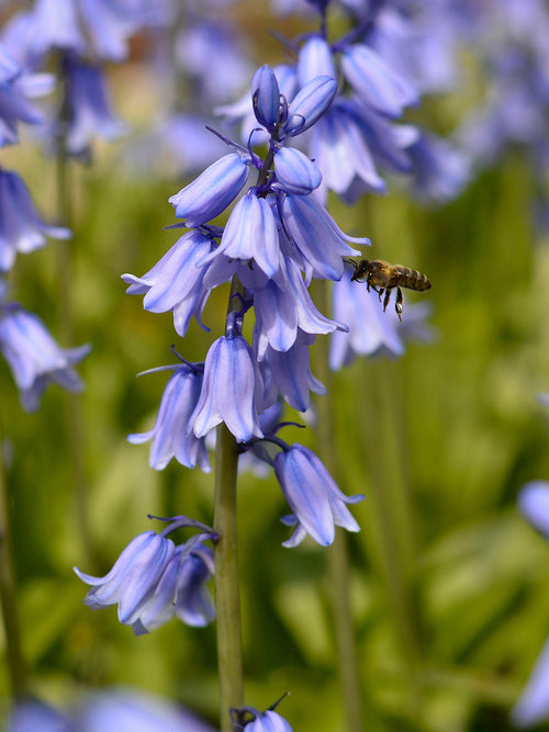 Buy Spanish Bluebells Excelsior Blue