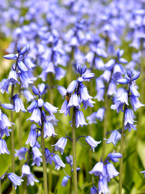 Spanish Bluebells Excelsior Blue