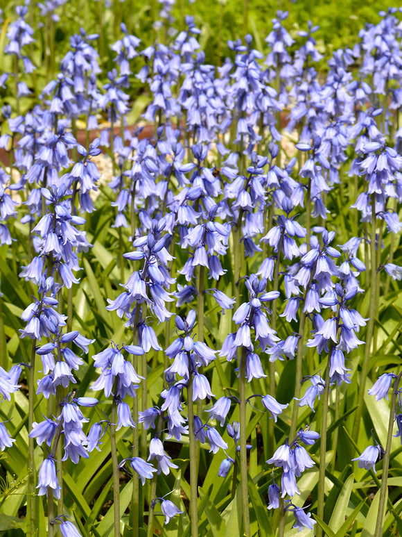 Hyacinthoides Excelsior Spanish Bluebells shipping to England