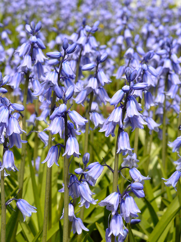 Flower Bulbs Spanish Bluebells Excelsior Blue