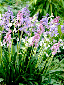 Spanish Bluebells Mixed