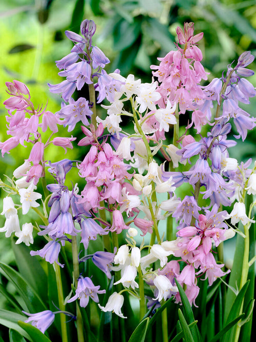 Spanish Bluebell bulbs