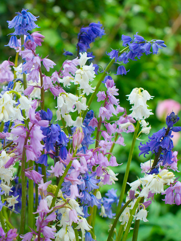 Spanish Bluebell bulbs