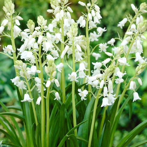 Hyacinthoides (Spanish Bluebells) Hyacinthoides Hispanica Bulbs (White City)