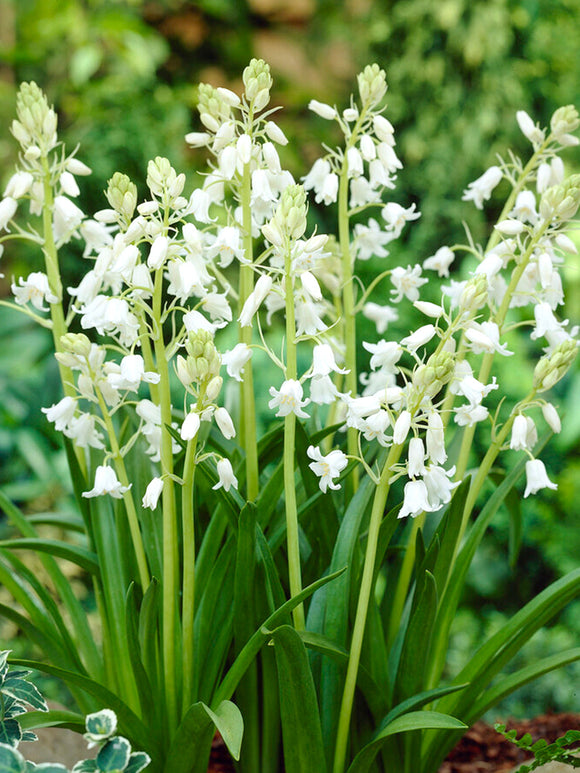 Hyacinthoides Hispanica Bulbs (White City)