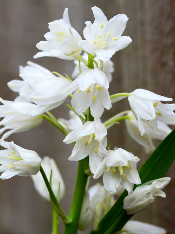 Spanish Bluebells White City