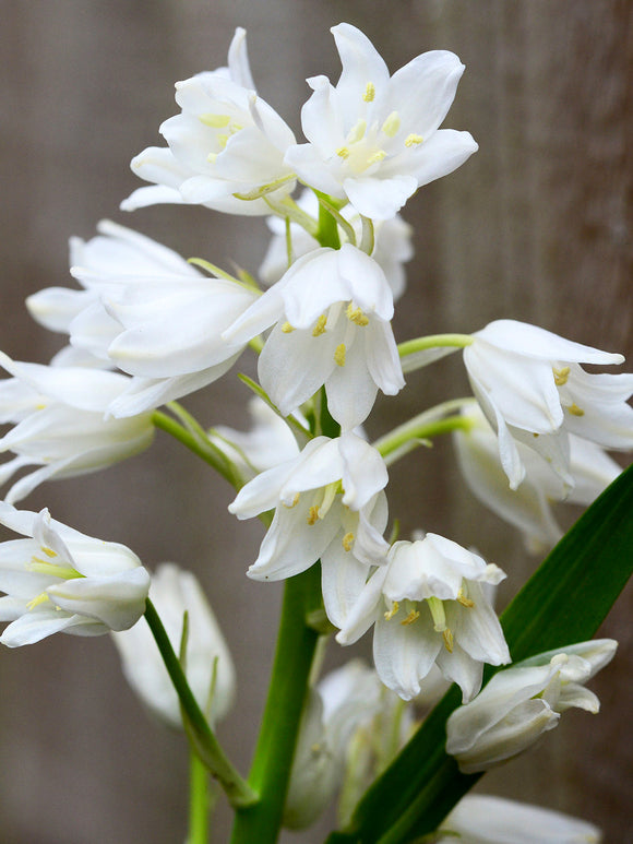 Spanish Bluebells White City