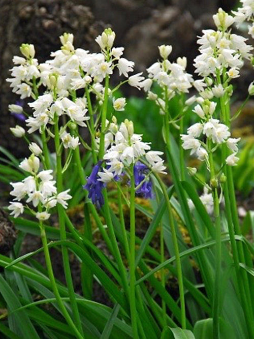 Hyacinthoides Hispanica Bulbs (White City)