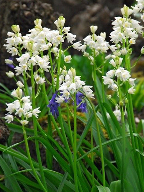 Hyacinthoides Hispanica Bulbs (White City)