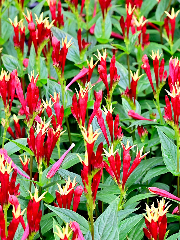 Buy bare roots of Spigelia 'Little Redhead' for spring planting