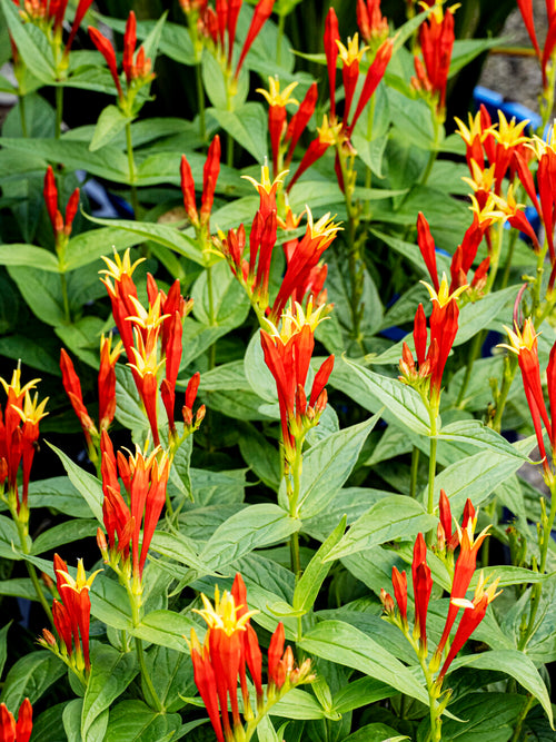 Buy Spigelia 'Little Redhead' bare roots online