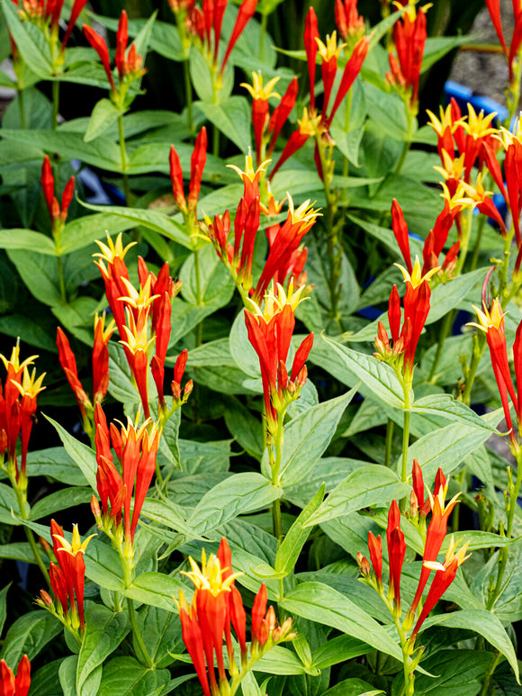 Buy Spigelia 'Little Redhead' bare roots online
