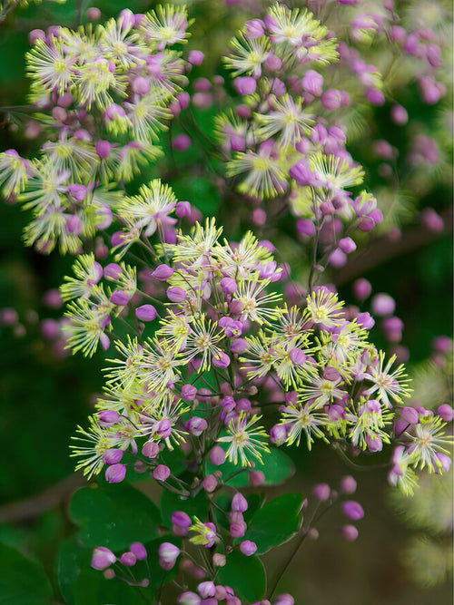 Thalictrum Anne (Meadow Rue) bare roots from Holland