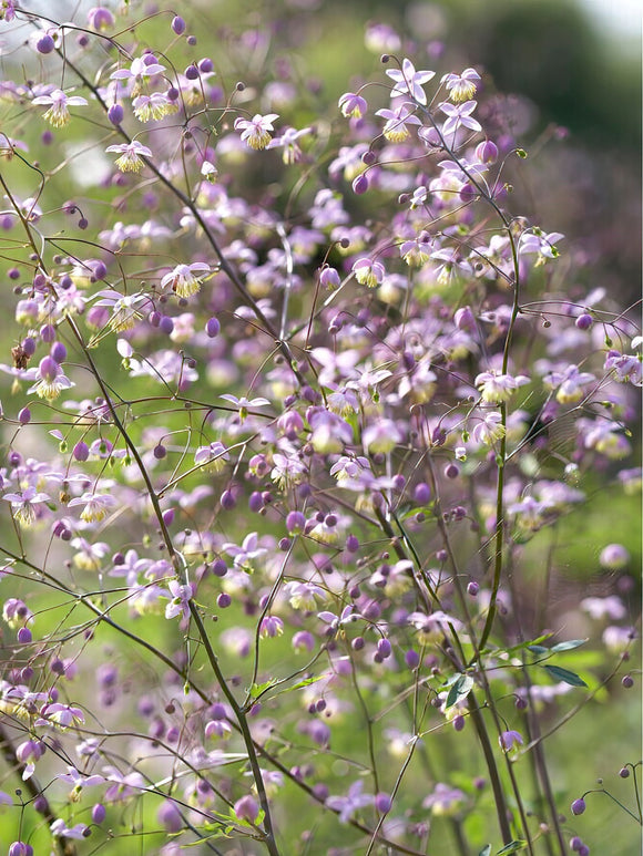 Thalictrum Delavayi (Meadow Rue) Bare Roots