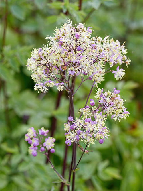 Thalictrum Elin (Meadow Rue) bare roots for EU delivery