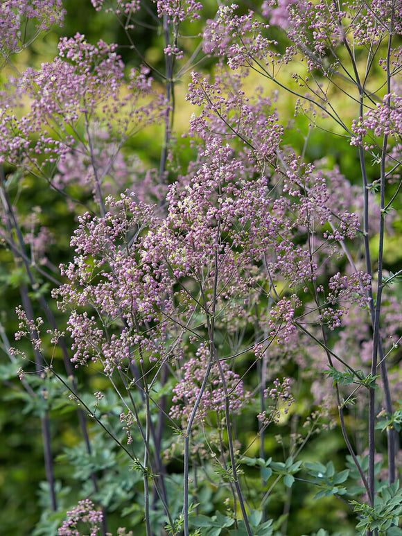 Thalictrum Elin (Meadow Rue) bare root perennial plant in spring