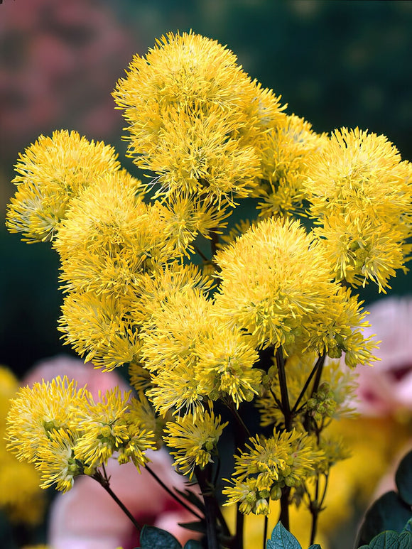 Thalictrum Flavum (Meadow Rue)