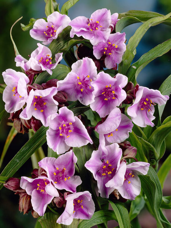 Spiderwort Bilberry Ice (Tradescantia) Bare roots for EU delivery in the spring