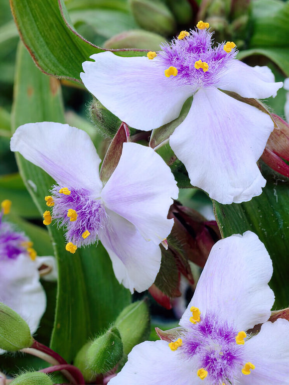 Spiderwort Osprey (Tradescantia) bare roots from Holland