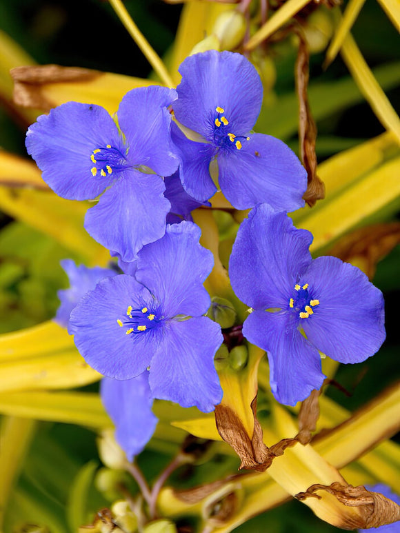 Spiderwort Sweet Kate (Tradescantia) bare roots for spring planting