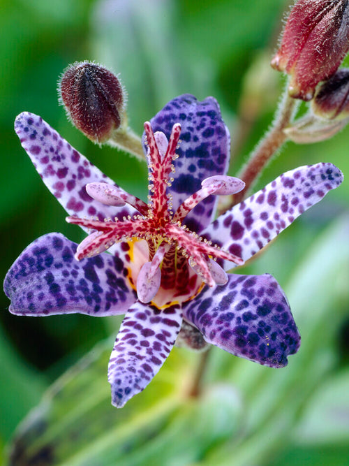 Tricyrtis Blue Wonder (Toad Lily) Bare roots from Holland