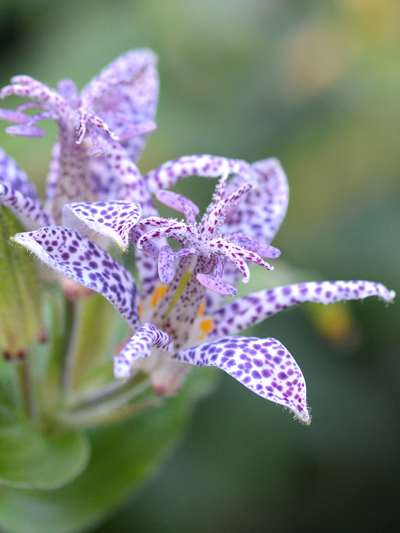 Tricyrtis Blue Wonder (Toad Lily) order online for EU delivery in the spring