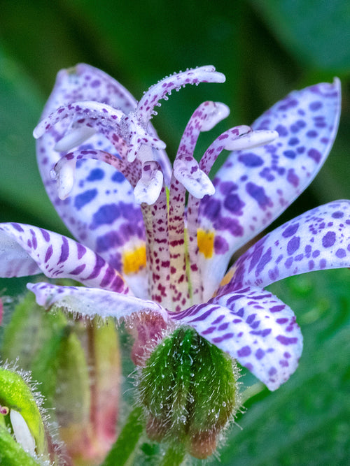 Tricyrtis Blue Wonder (Toad Lily)