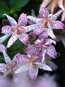 Tricyrtis Formosana (Toad Lily)