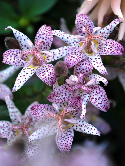 Tricyrtis Formosana (Toad Lily) easy to grow bare roots
