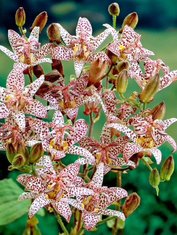 Buy Tricyrtis Formosana (Toad Lily) bare roots