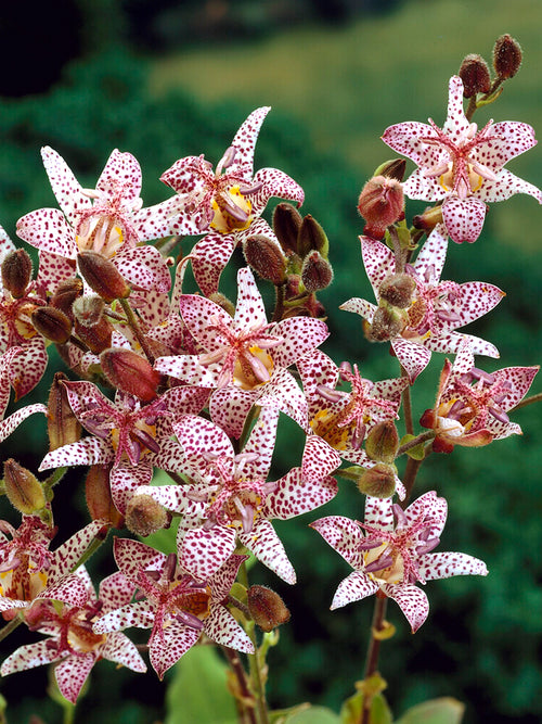 Tricyrtis Formosana (Toad Lily) from Holland to EU