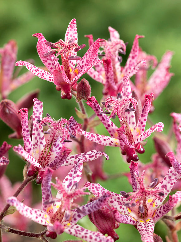 Tricyrtis Macropoda (Toad Lily) bare roots for spring planting 