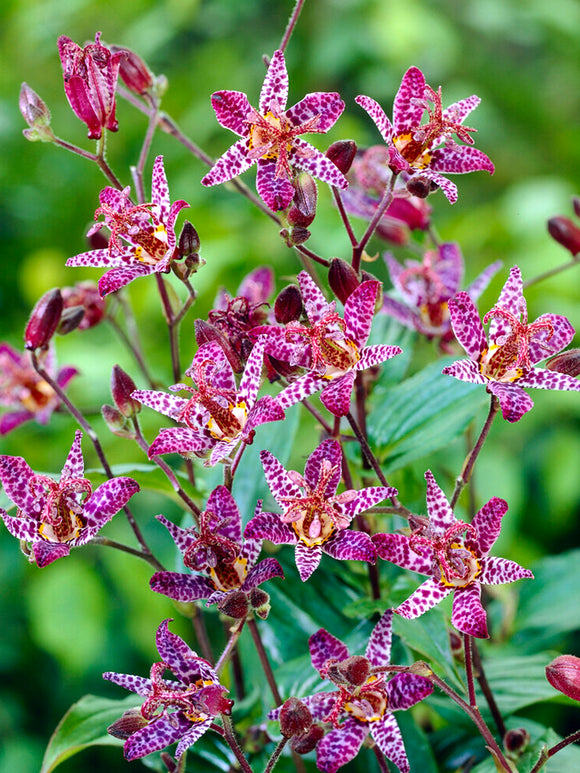 Tricyrtis Macropoda (Toad Lily) Bare Roots from Holland