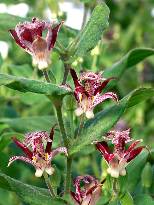 Tricyrtis Raspberry Mouse (Toad Lily) EU delivery in the spring