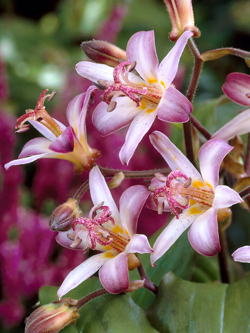 Tricyrtis Taiwan Adbane (Toad Lily)