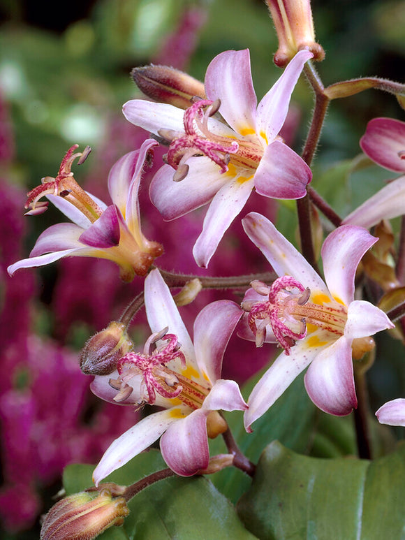 Tricyrtis Taiwan Adbane (Toad Lily)