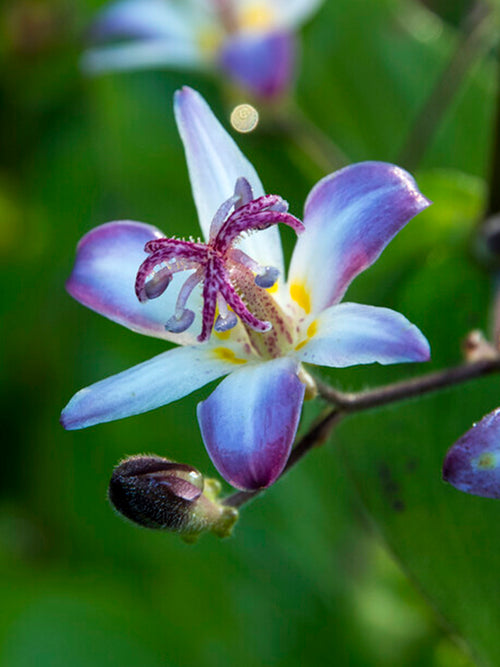 Tricyrtis Taiwan Adbane (Toad Lily) bare roots