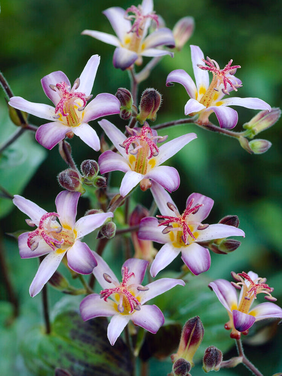 Tricyrtis Taiwan Adbane (Toad Lily) order online for EU delivery in the spring