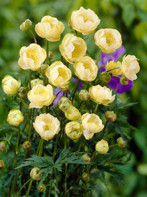 Buy Trollius Cheddar (Globeflower) Bare roots