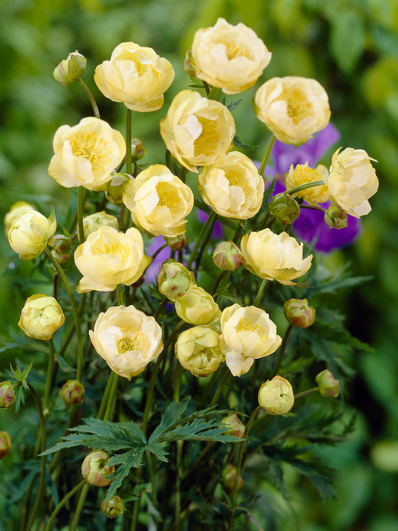 Buy Trollius Cheddar (Globeflower) Bare roots