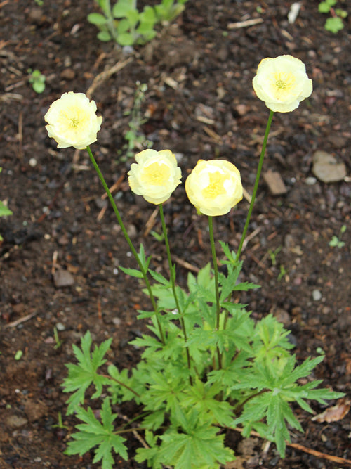 Trollius Cheddar (Globeflower) Bare roots, delivery over Europe