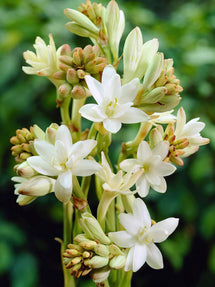 Tuberose The Pearl (Polianthes)