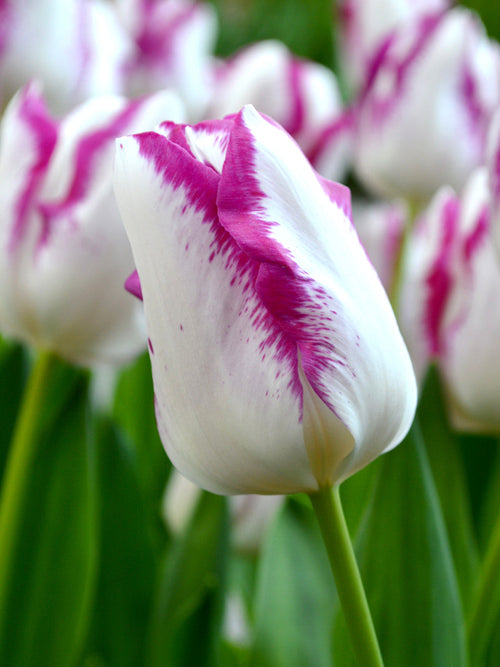 Tulip Bulbs Affaire