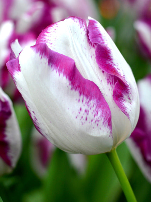 Affaire Tulip Bulbs - Buy Tulip Bulbs from Holland