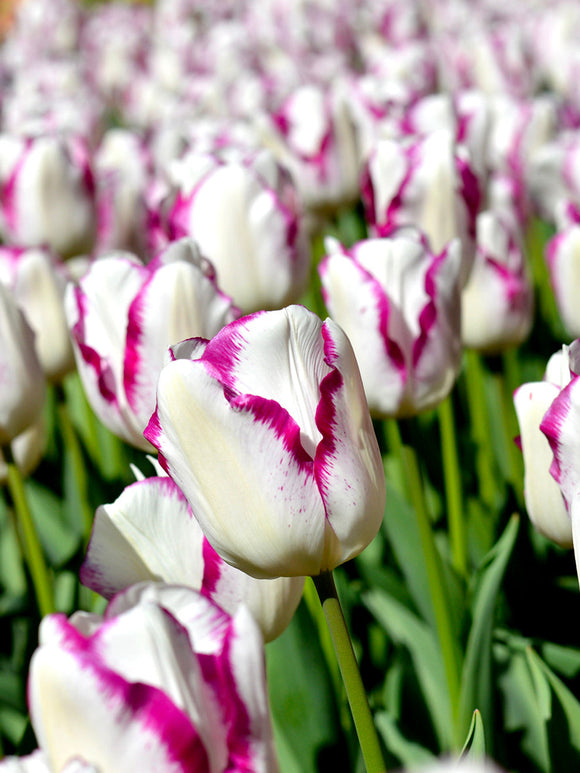 Tulip Affair Flower Bulbs - Shipping to the UK