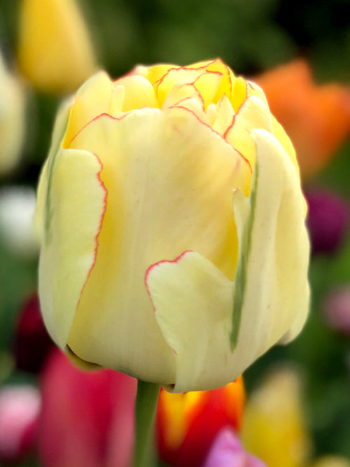 Tulip Bulbs Akebono