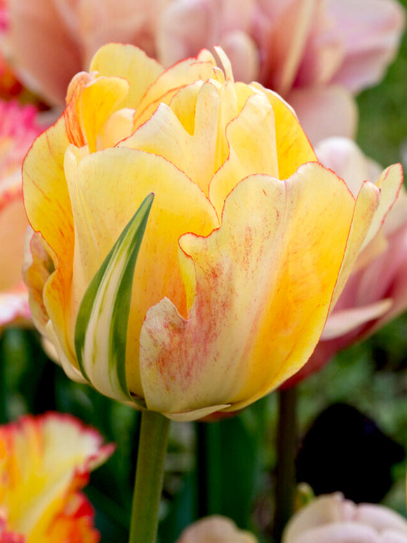 Dutch Tulip Bulbs Akebono