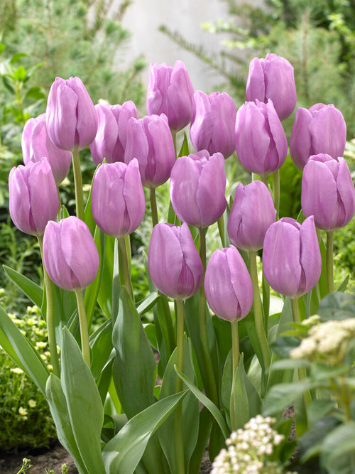 Triumph Tulip Bulbs Alibi