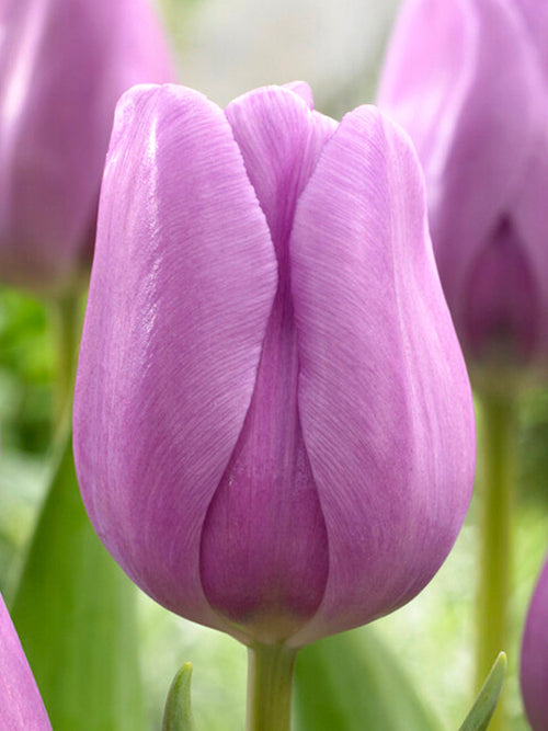 Triumph Tulip Bulbs Alibi