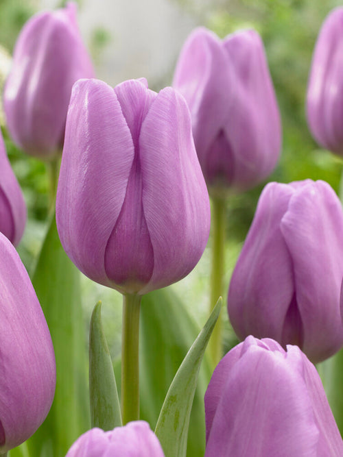 Triumph Tulip Bulbs Alibi